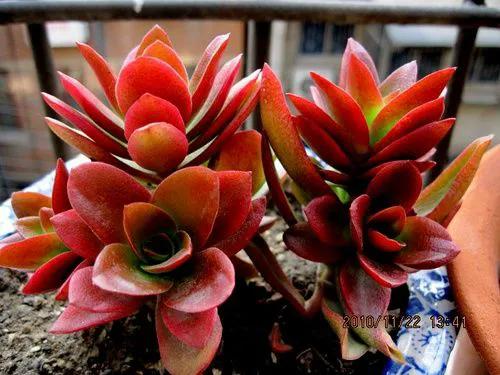 喜歡多肉就養“普貨6寶”，耐寒又耐熱，輕鬆一養就出狀態