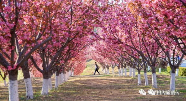 北緯38度—這裡是旅順
