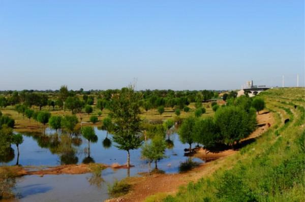 「現代詩」胡楊樹不再孤單