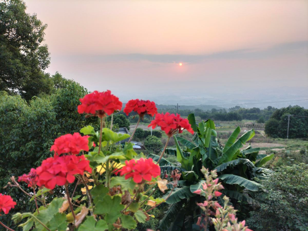 初春養花，選4種開花多的，陽臺變花海