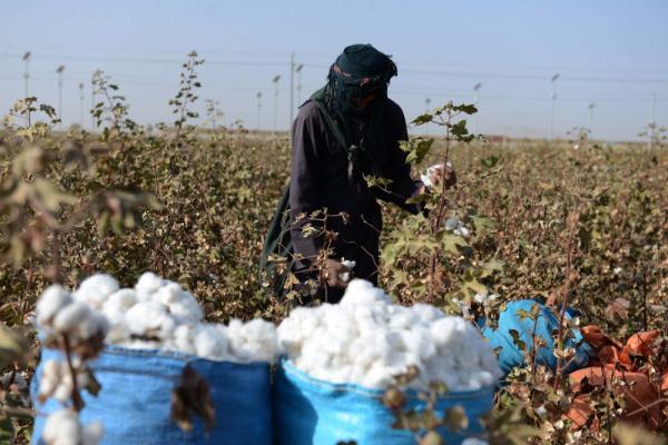 阿富汗：收穫棉花