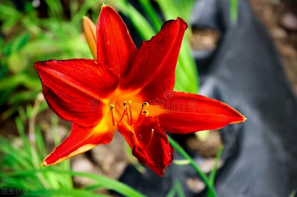 11種“美食花”,擠擠種上一盆,“色香味”俱全 11種“美食花”,擠擠種上一盆,“色香味”俱全