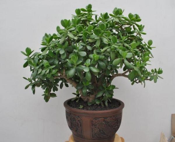 玉樹有“3怕2喜”，做好這幾點，養成漂亮的盆景