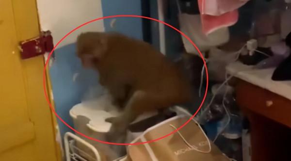 猴子會進化成人嗎?貴州猴子闖入女生寢室,還拿走了感冒藥 猴子會進化成人嗎?貴州猴子闖入女生寢室,還拿走了感冒藥