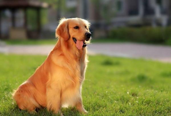 盤點3種寵物店不推薦的狗，“沒錢賺又好養”