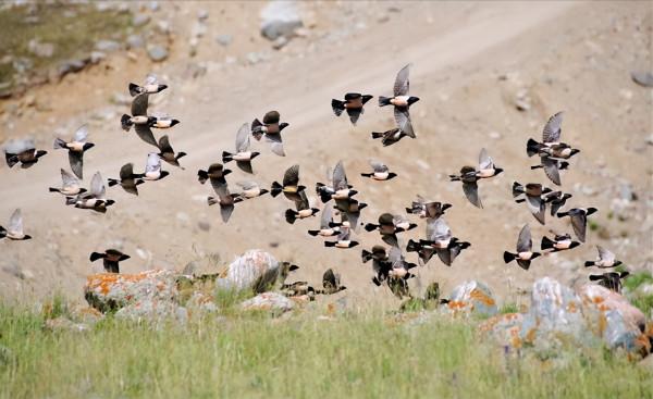 滅蝗大作戰！20萬隻粉紅椋鳥已抵達了新疆，蝗蟲還夠吃嗎？
