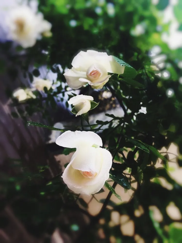 她改造的54㎡露臺花園，一個可在花叢中漫步的秘境，美不勝收