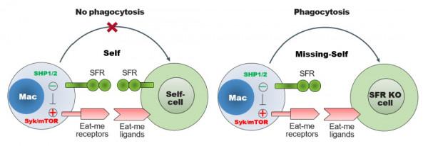 清華大學董忠軍團隊發現類似CD47的新型&OpenCurlyDoubleQuote;別吃我&rdquo;訊號
