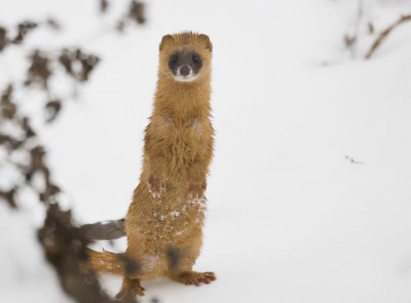 動物能“成精”嗎?1997年黃鼠狼“討封”事件,究竟是真是假? 動物能“成精”嗎?1997年黃鼠狼“討封”事件,究竟是真是假?