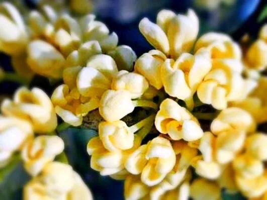 桂花品種分類（附：154個桂花培育品種分類表）