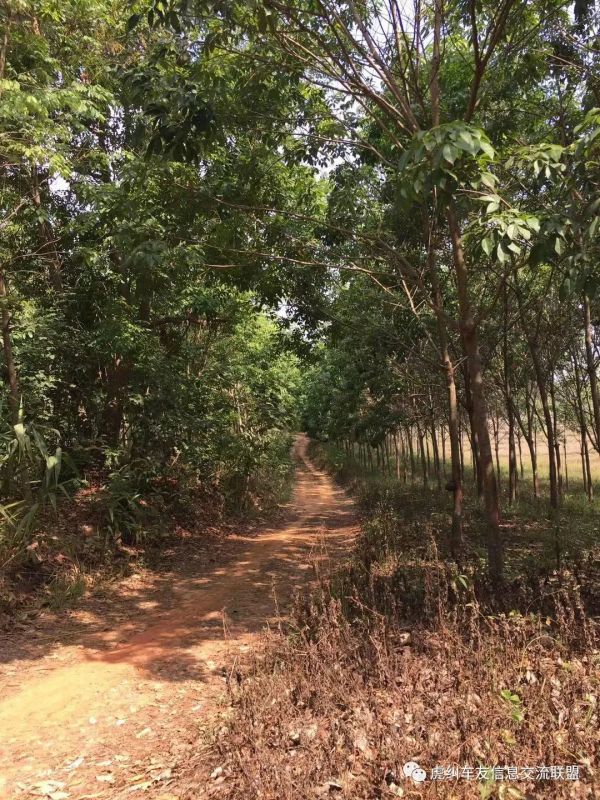 泰產本田彎梁（WAVE125）摩托車駕馭感受