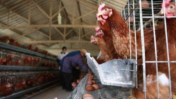 以色列科學家培育出“無毛雞”,產蛋能力提升20%,長肉速度飛快 以色列科學家培育出“無毛雞”,產蛋能力提升20%,長肉速度飛快