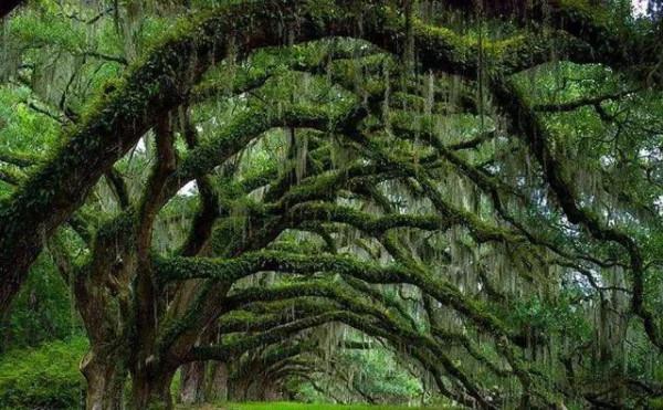 我是藤來你是樹 我是藤來你是樹