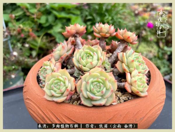 正是花好月圓時，再訪楊姐的屋頂花園