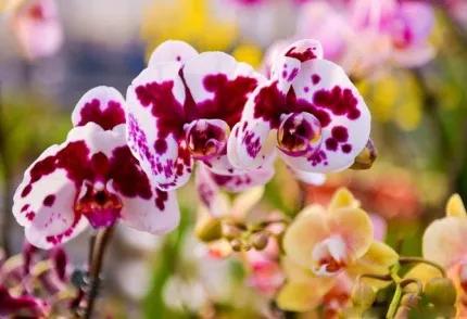 分享——高雅多姿的蝴蝶蘭