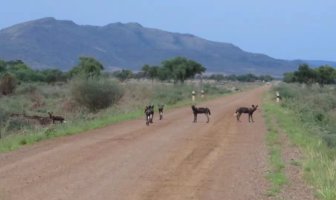 常聽到但不常能看到的動物——豺
