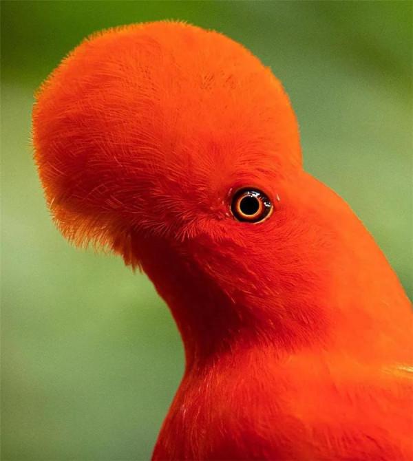 看！這些鳥兒像&hellip;&hellip;