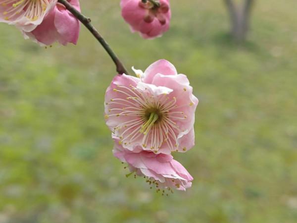 放棄午休去公園打卡