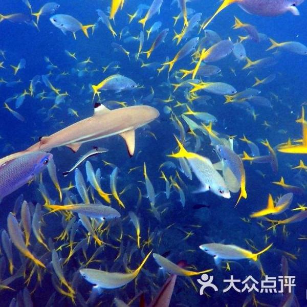 大洋彼岸的國家，充滿神秘色彩和恐怖美食的帛琉