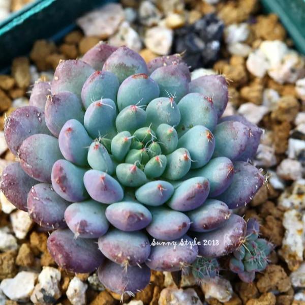 多肉的世界,簡單執著,看看你都見過哪些 多肉的世界,簡單執著,看看你都見過哪些