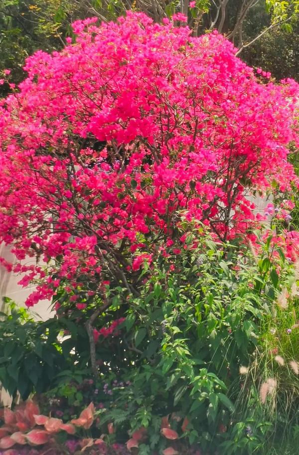 觀賞精品杜鵑 觀賞精品杜鵑