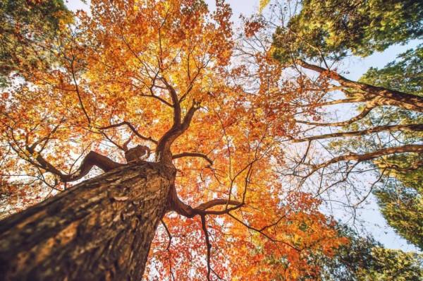 王維詩中的秋天，如詩如畫，美到骨子裡