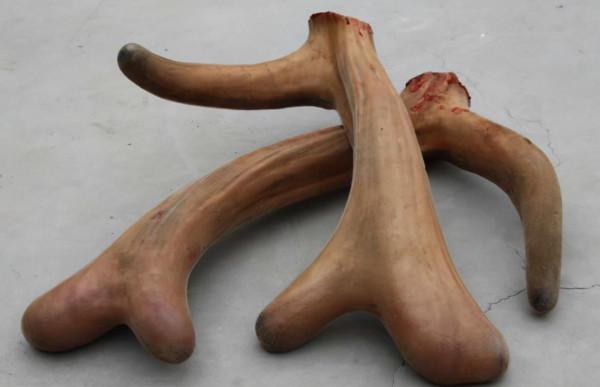 梅花鹿養殖大戶王嬌,人工養殖梅花鹿,年銷售額達到了四千多萬元 梅花鹿養殖大戶王嬌,人工養殖梅花鹿,年銷售額達到了四千多萬元