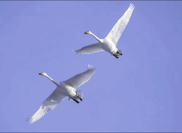 宅家“雲遊”草湖溼地,林草人帶您一起去觀鳥 宅家“雲遊”草湖溼地,林草人帶您一起去觀鳥