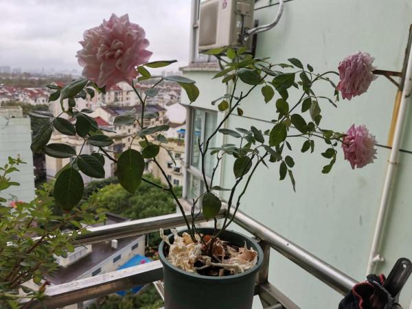 狠剪月季…… 狠剪月季……