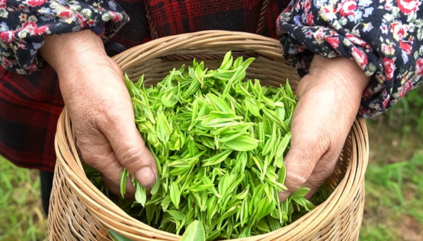 “採摘機器人”自動行走識嫩芽,浙江341畝茶園試推廣,智慧農業 “採摘機器人”自動行走識嫩芽,浙江341畝茶園試推廣,智慧農業
