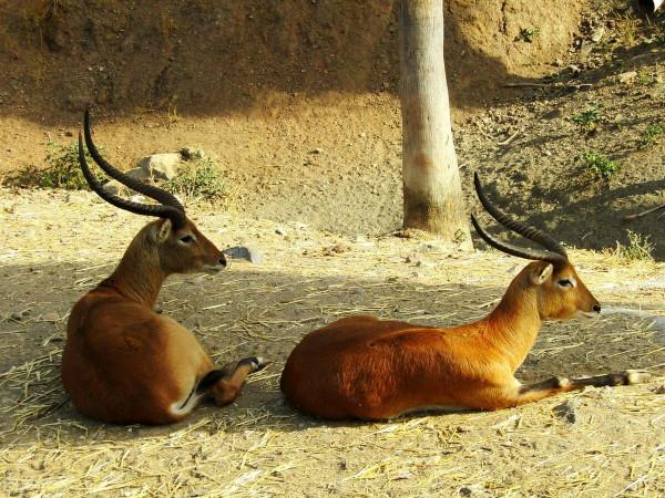 松林邊的美鹿七絕