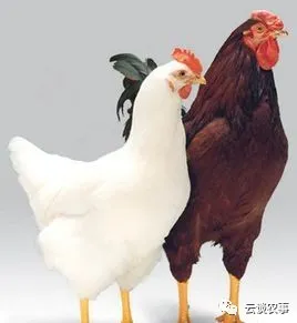 雞的品種與分類&mdash;&mdash;居然有這麼多品種？
