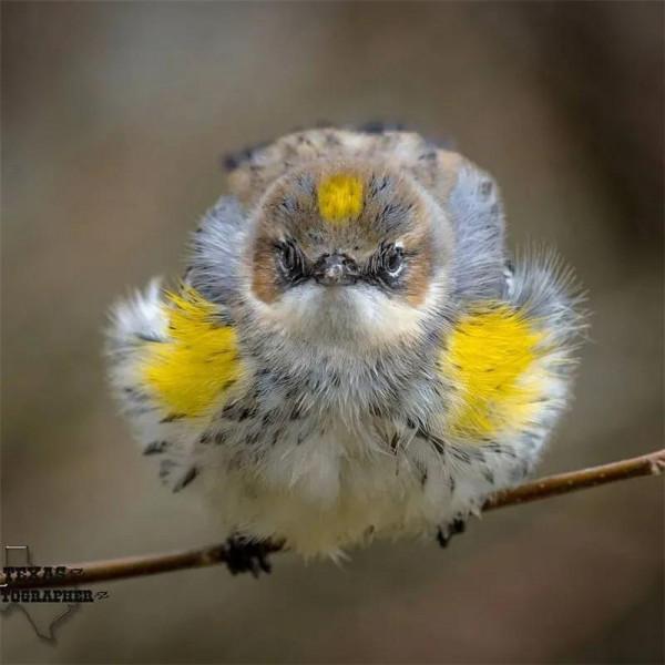 哈哈！它們可真逗