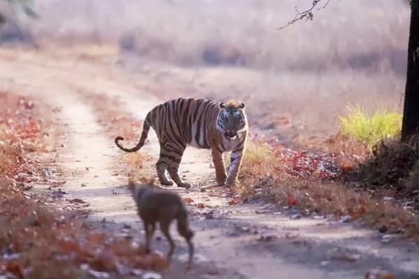 “活武松”何廣位:生擒猛虎七隻,豹子230只,比武松還牛? “活武松”何廣位:生擒猛虎七隻,豹子230只,比武松還牛?