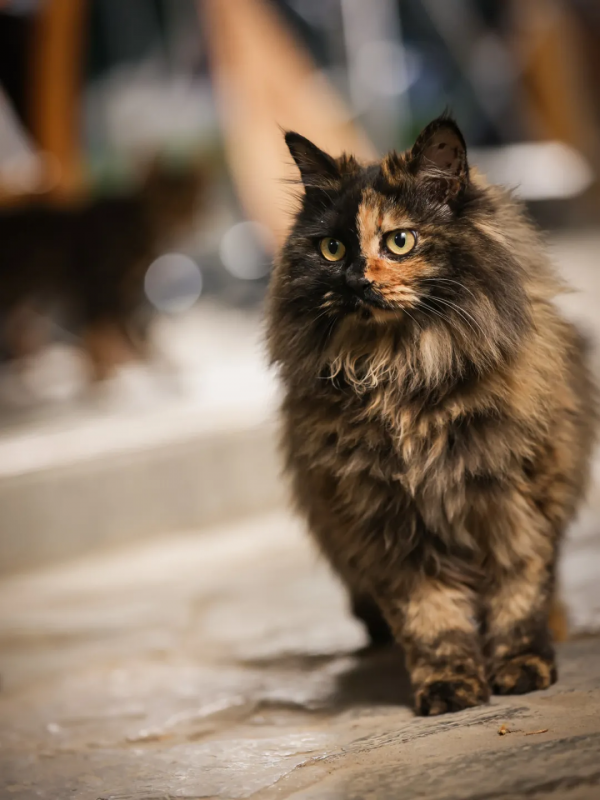 GFM天團首屆秋冬時裝秀,等你來圍觀 GFM天團首屆秋冬時裝秀,等你來圍觀