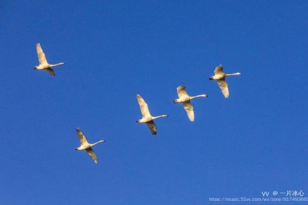 平陸：瑟瑟蒹葭伴雪花 久別嬌客回到家