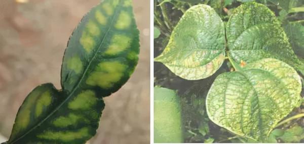 超全植物肥料知識,建議收藏 超全植物肥料知識,建議收藏