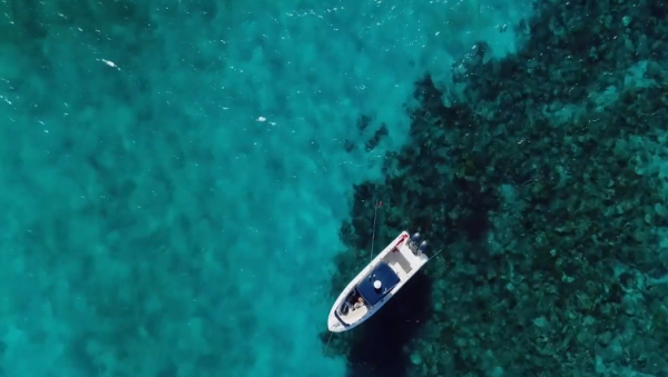 人類被鯊魚襲擊的生死瞬間：硬生生被撕扯掉右臂，看完不敢下海了