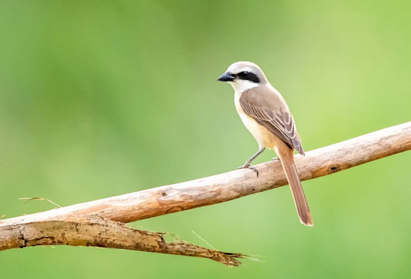 山西鳥類圖鑑 | ​楔尾伯勞