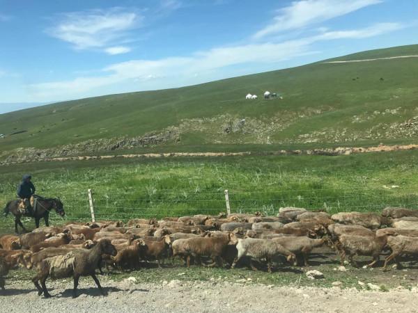 新疆之旅四：喀拉峻大草原