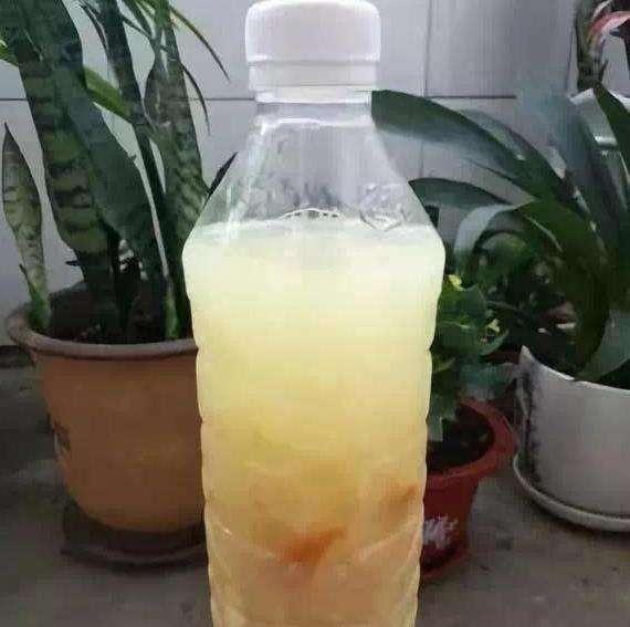 這些“垃圾”不要扔，用來養花效果好，既環保又省錢