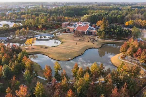 今天，邂逅一場浪漫的崇明“賞葉之旅”