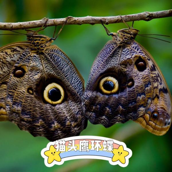 我把“最神奇蝴蝶”這一票投給了它