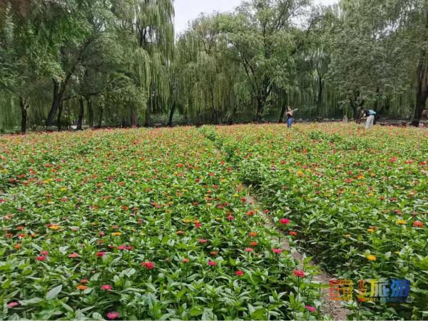 中秋去這裡遊玩,能看國寶,能賞荷花,還能逛過癮! 中秋去這裡遊玩,能看國寶,能賞荷花,還能逛過癮!