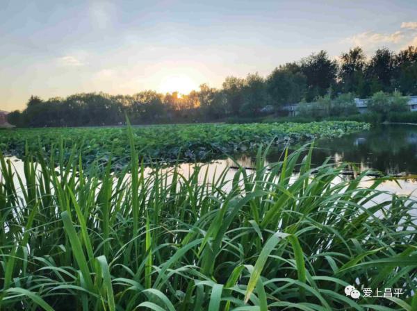 昌平這幾座姿態萬千的橋,每座都連著賞不夠的好風景 昌平這幾座姿態萬千的橋,每座都連著賞不夠的好風景