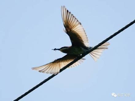 驚喜!這種國家二級保護野生動物首次現身恩平 驚喜!這種國家二級保護野生動物首次現身恩平