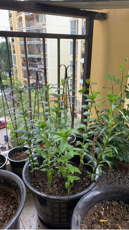 一個“洋蔥球”種土裡,開花被稱作“雲裳仙子”,滿屋子都是香味 一個“洋蔥球”種土裡,開花被稱作“雲裳仙子”,滿屋子都是香味