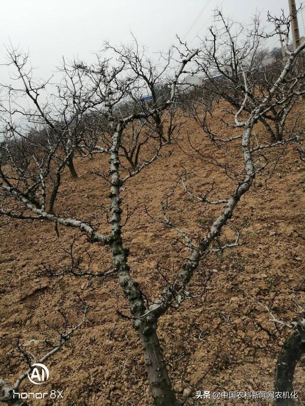 花椒樹管理連續劇十一｜盛產期花椒樹修剪知識&OpenCurlyDoubleQuote;三不過中&rdquo;