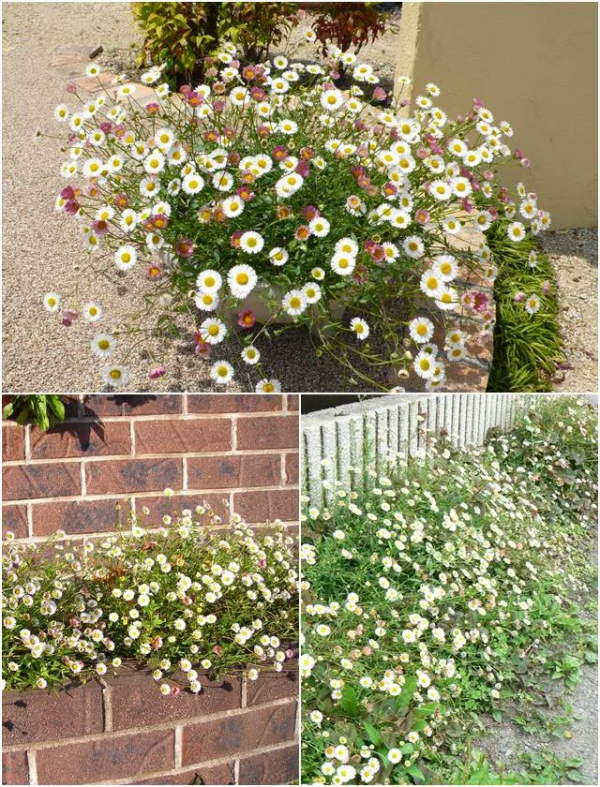 墨西哥飛蓬草,宿根花境裡高顏值、低維護植物 墨西哥飛蓬草,宿根花境裡高顏值、低維護植物