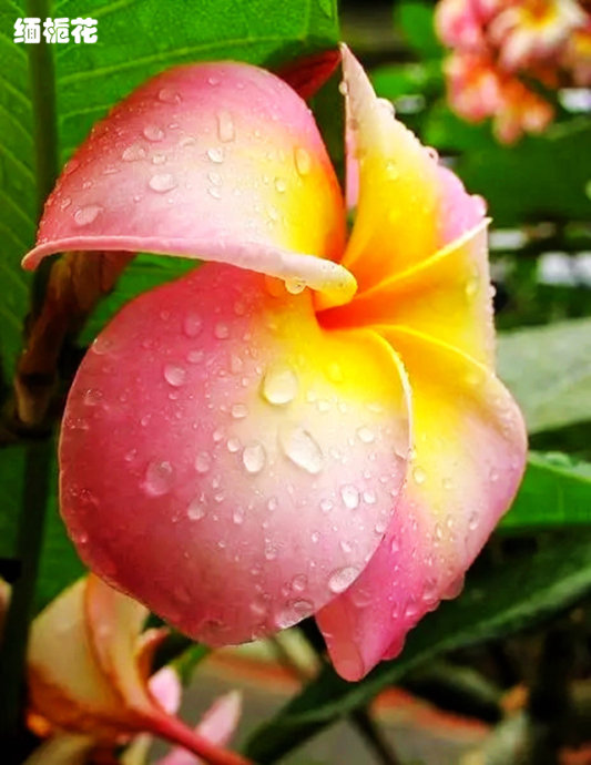 《百花集》（一百八十九）